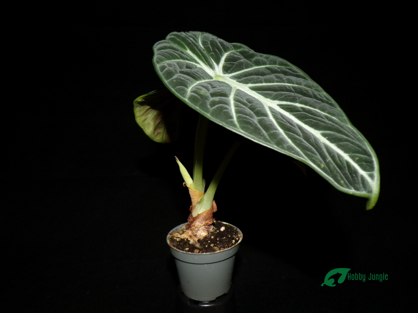 Alocasia reginula "Black Velvet"