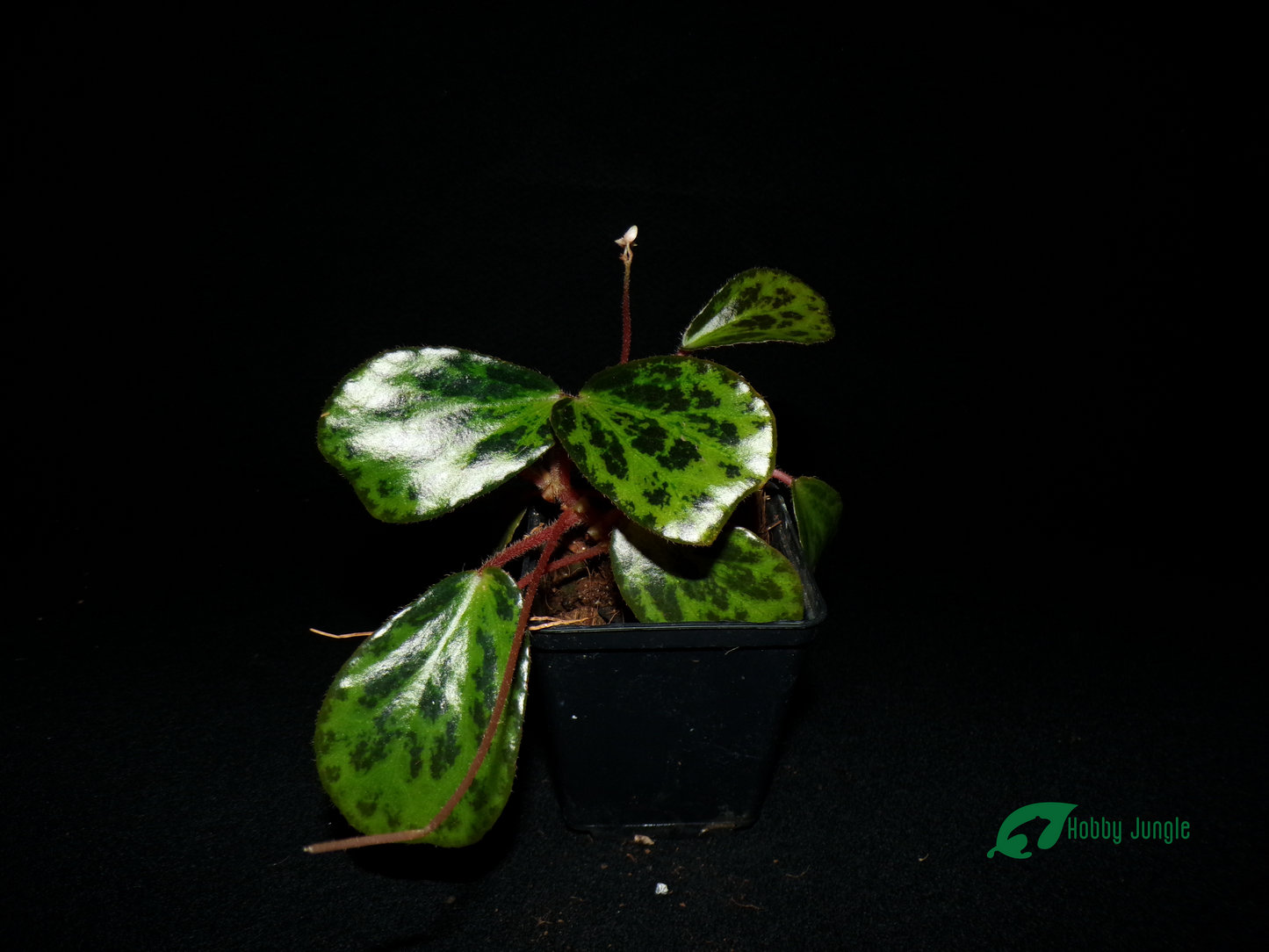 Begonia blancii (mottled form)