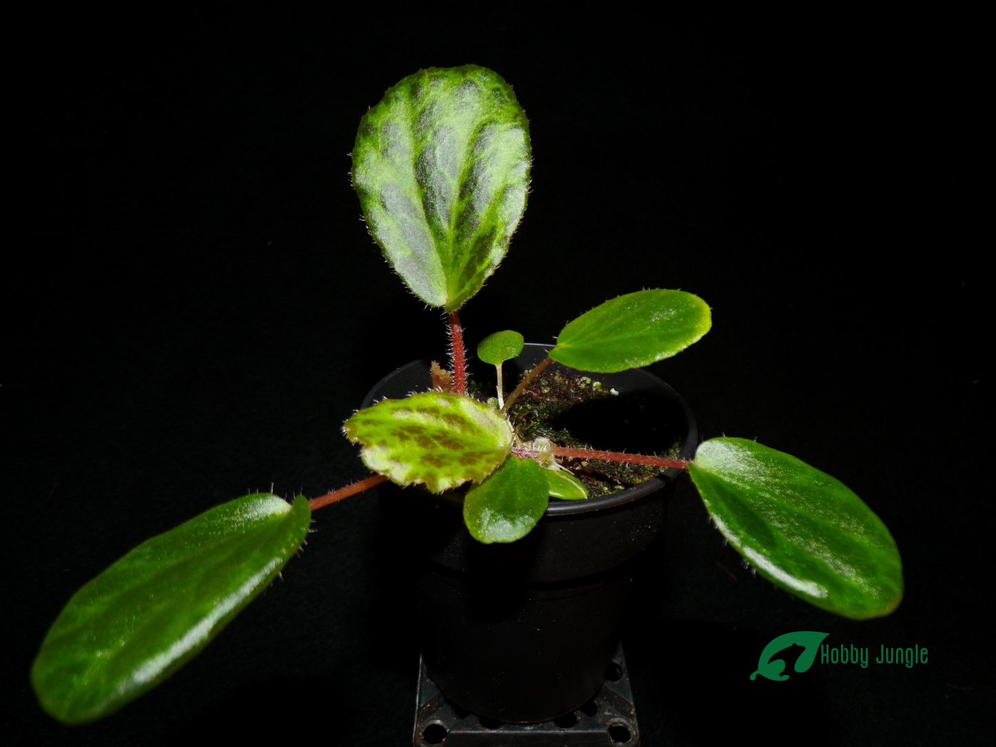 Begonia blancii (mottled form)