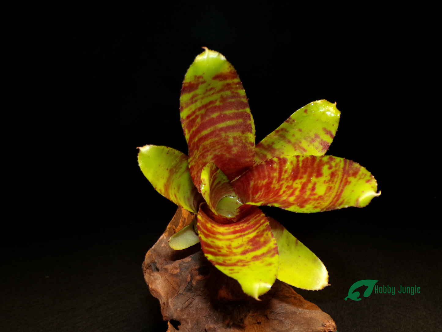 Neoregelia Brownie
