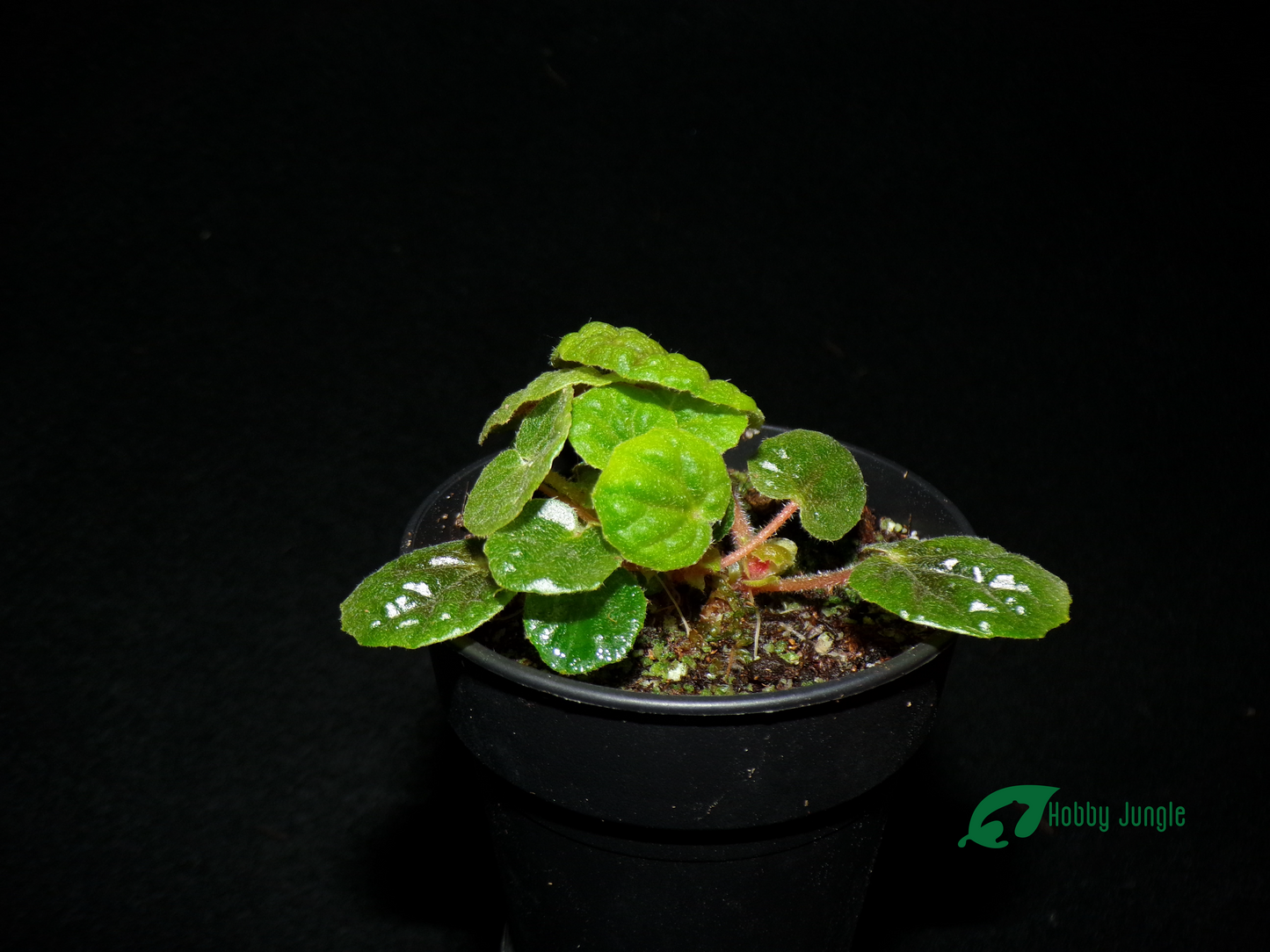 Begonia bullatifolia