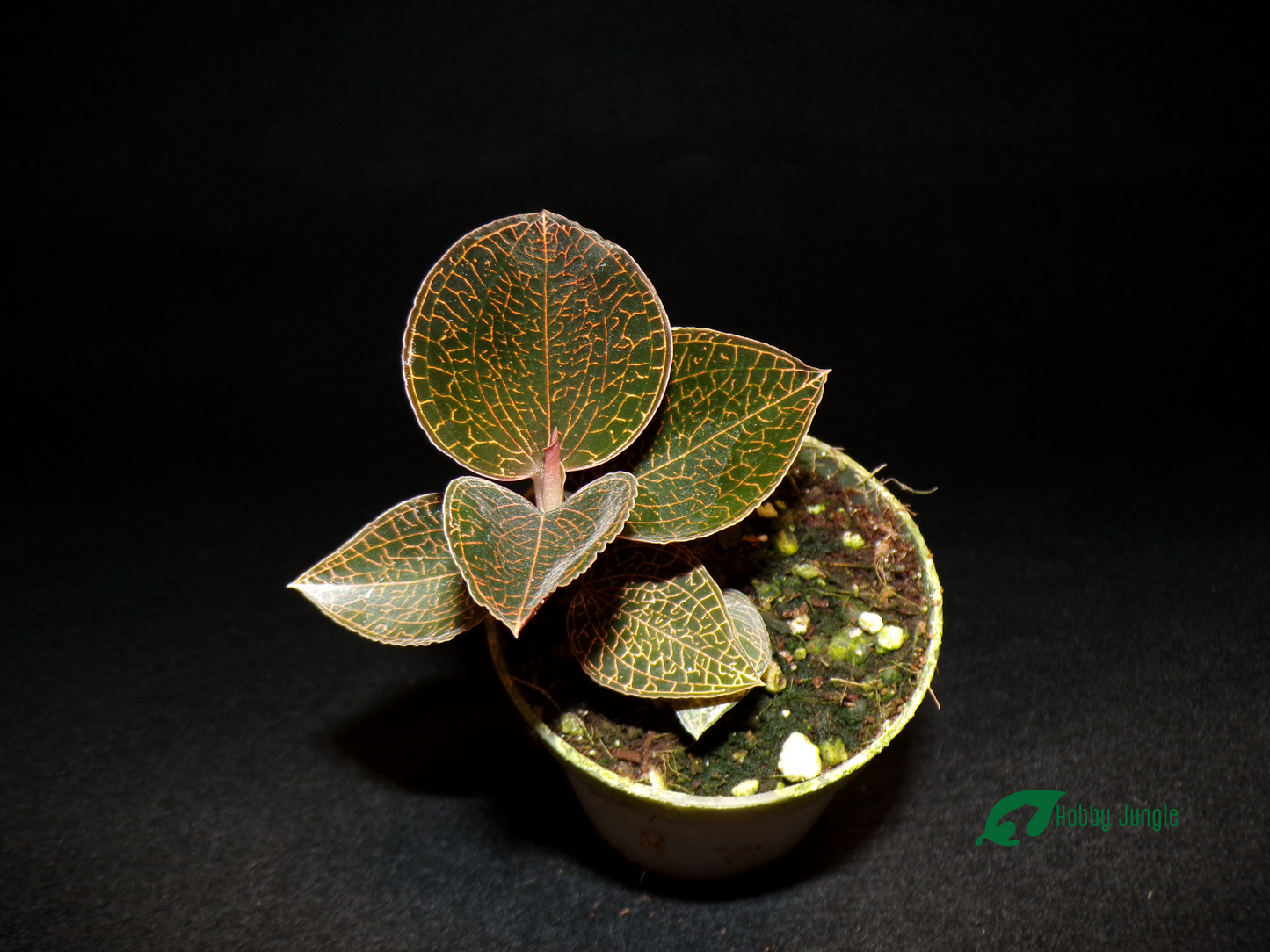 Anoectochilus burmannicus