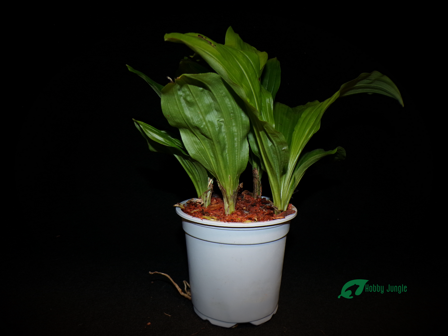 Calanthe sp. (Orchidea da giardino) – vari colori