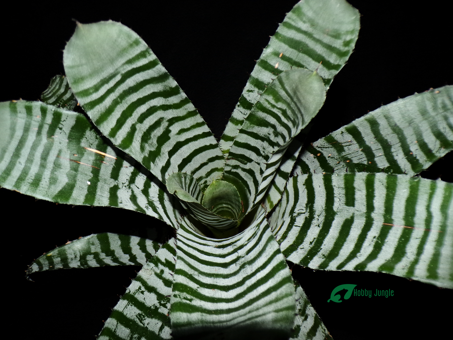 Aechmea chantinii black (RARA)