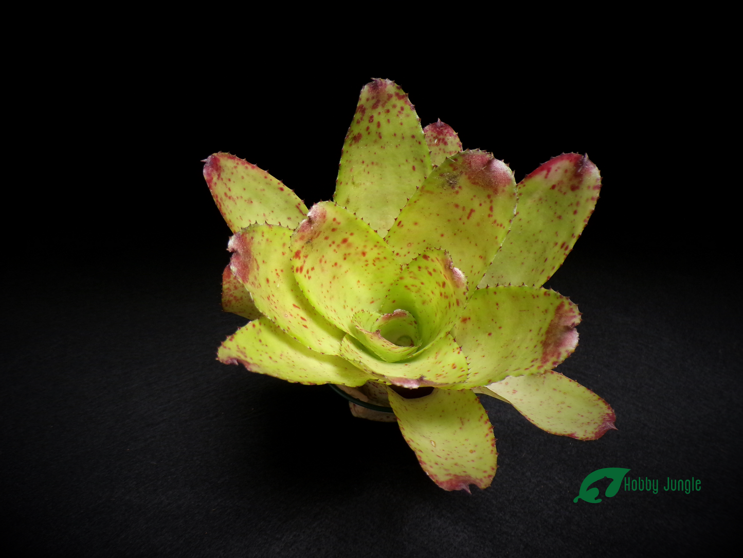 Neoregelia Chili Verde (no variegata)