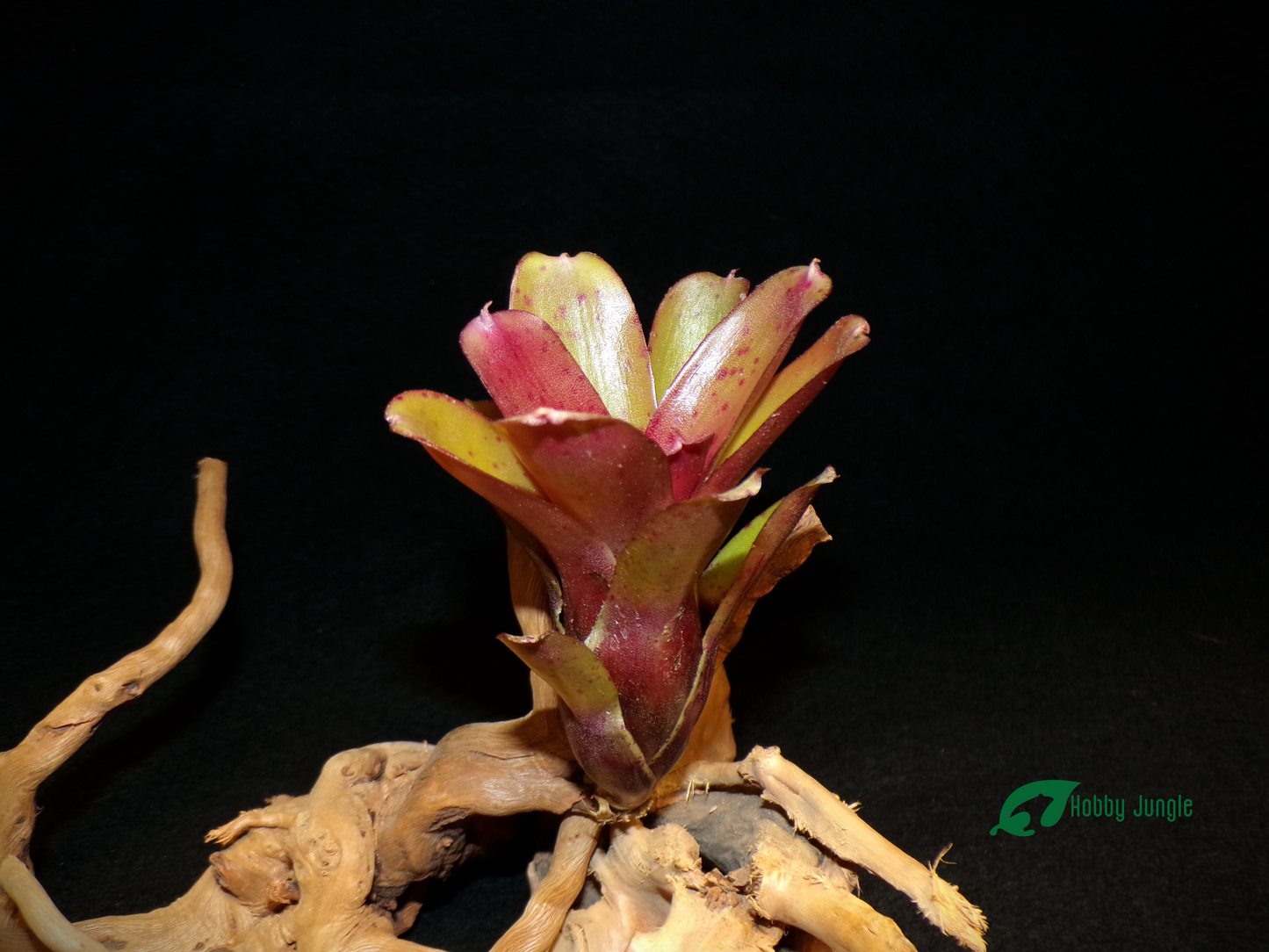 Neoregelia Chiquita Linda