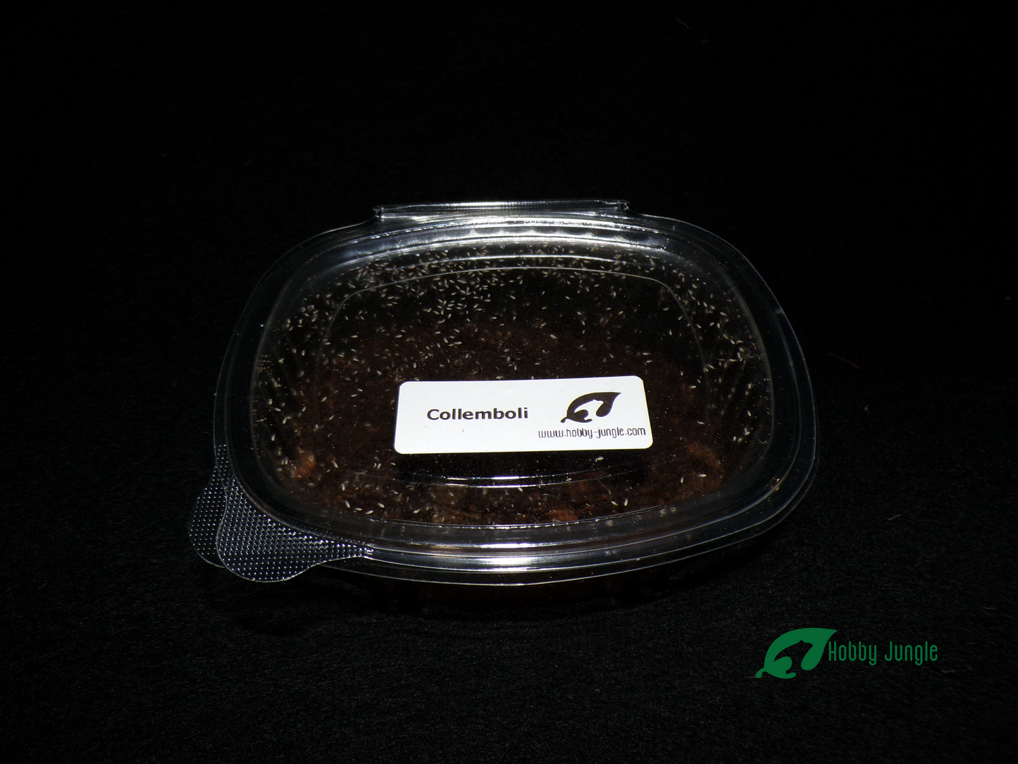 Collemboli tropicali