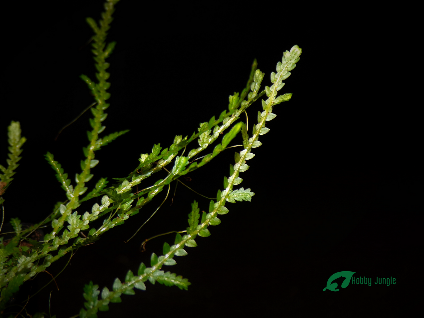 Selaginella sp. "creeping"