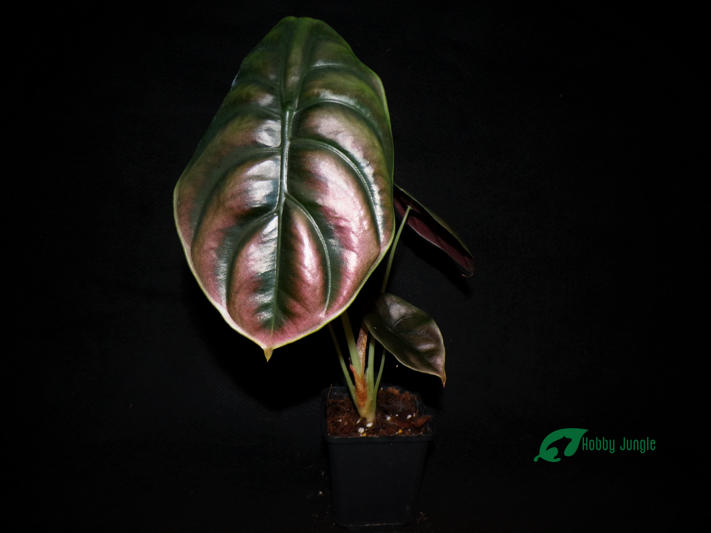 Alocasia cuprea "Red Secret"
