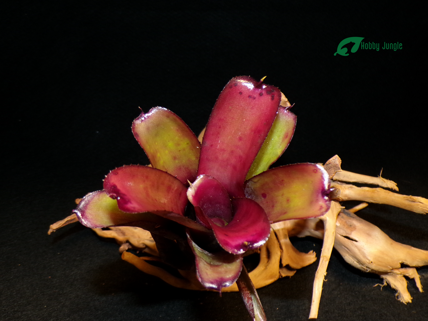 Neoregelia Darkest hour x Dungsiana