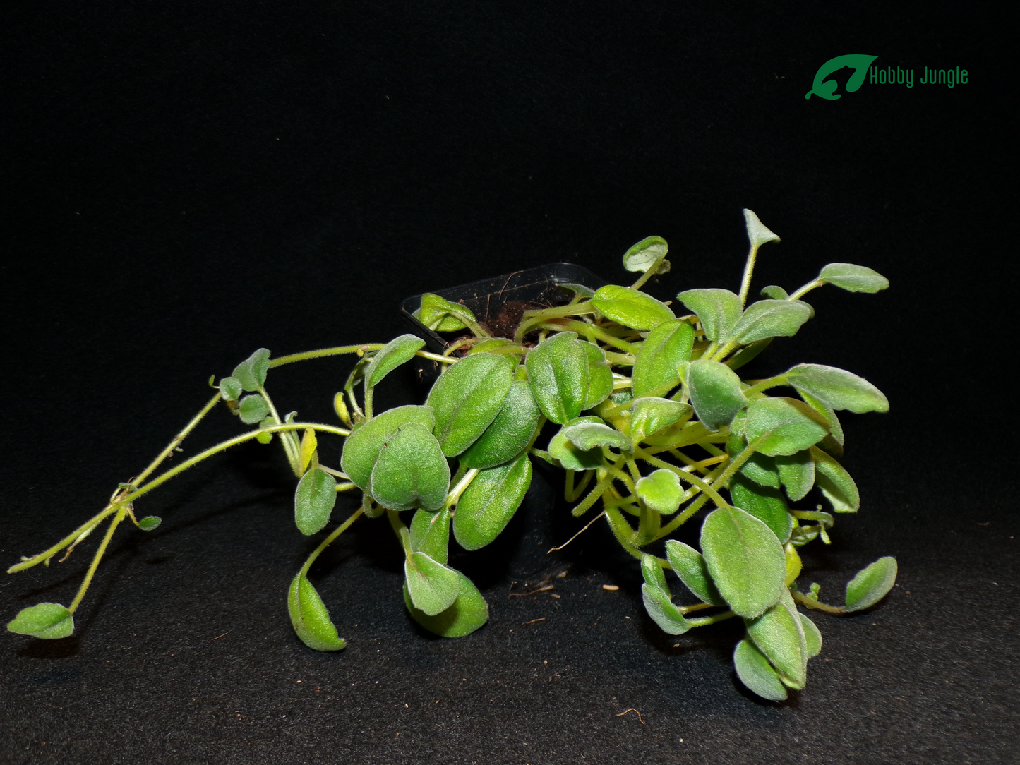 Episcia dianthiflora