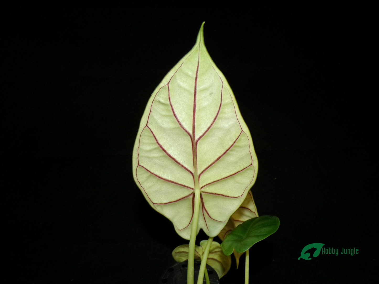 Alocasia baginda "Dragon Scale"