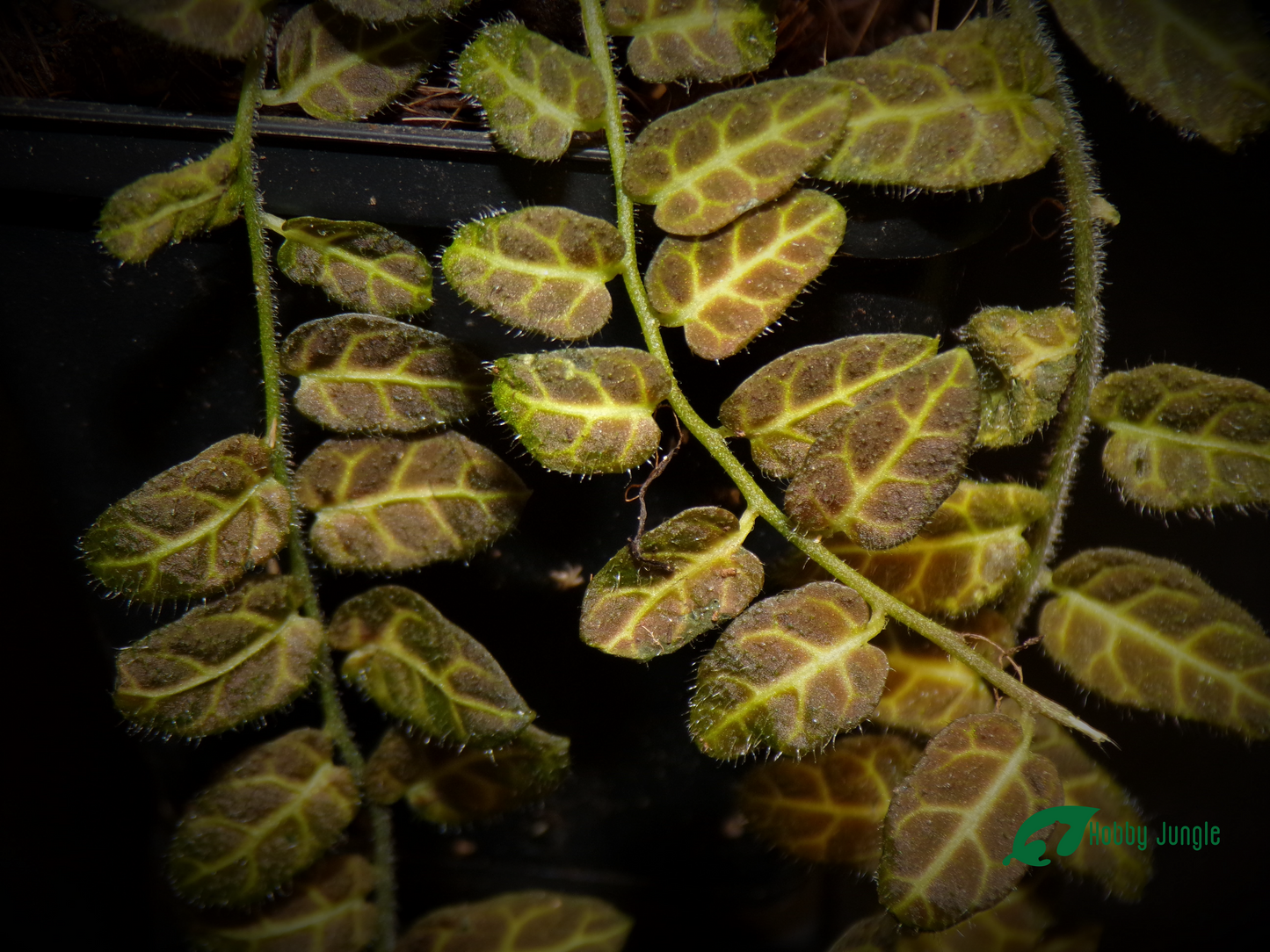 Solanum evolvulifolium