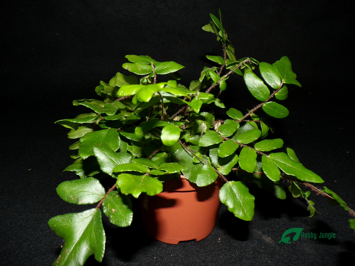 Pellaea falcata (Sickle Fern)