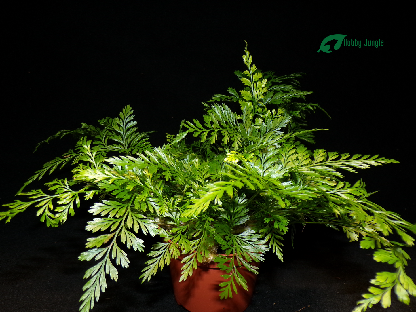 Davallia fejeensis (Felce zampa di lepre)