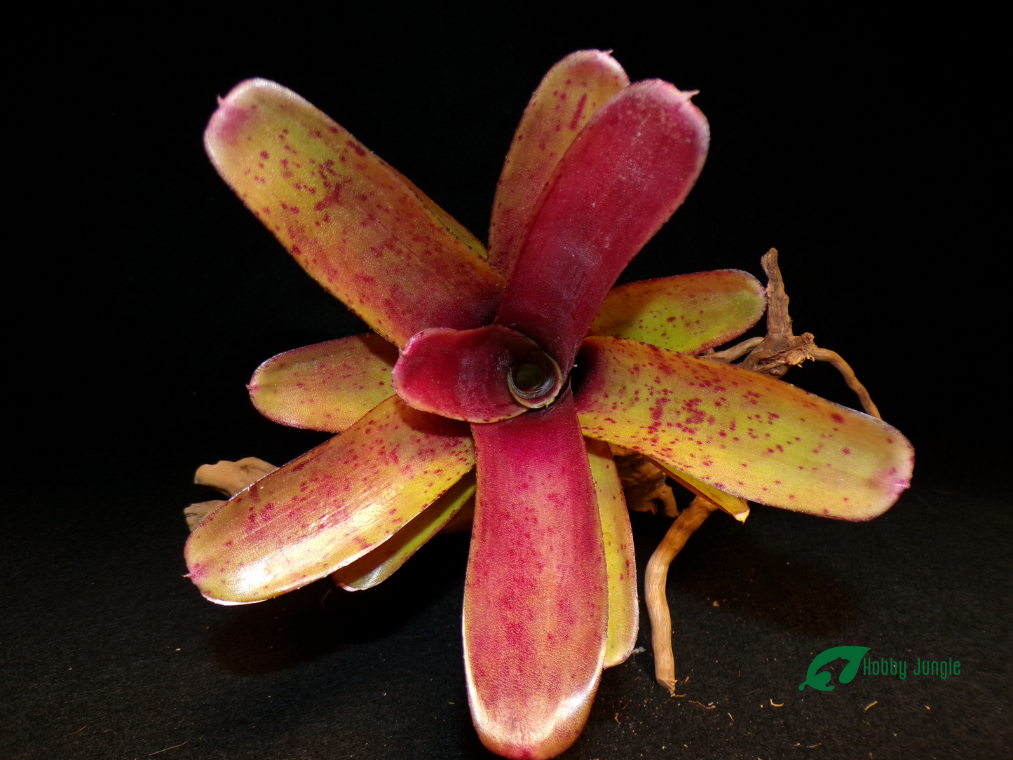 Neoregelia Fireball spotted