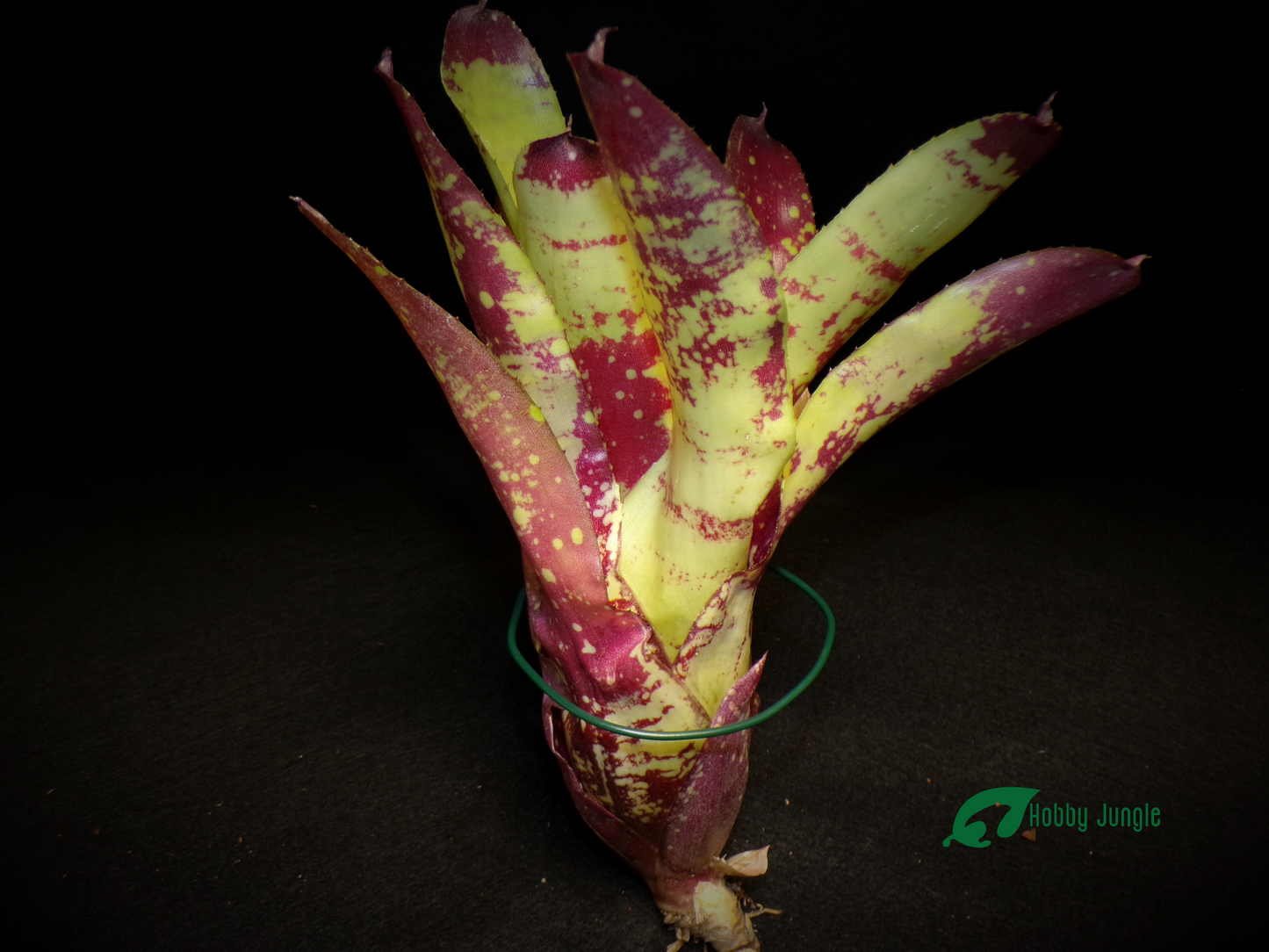 Neoregelia Gezpacho