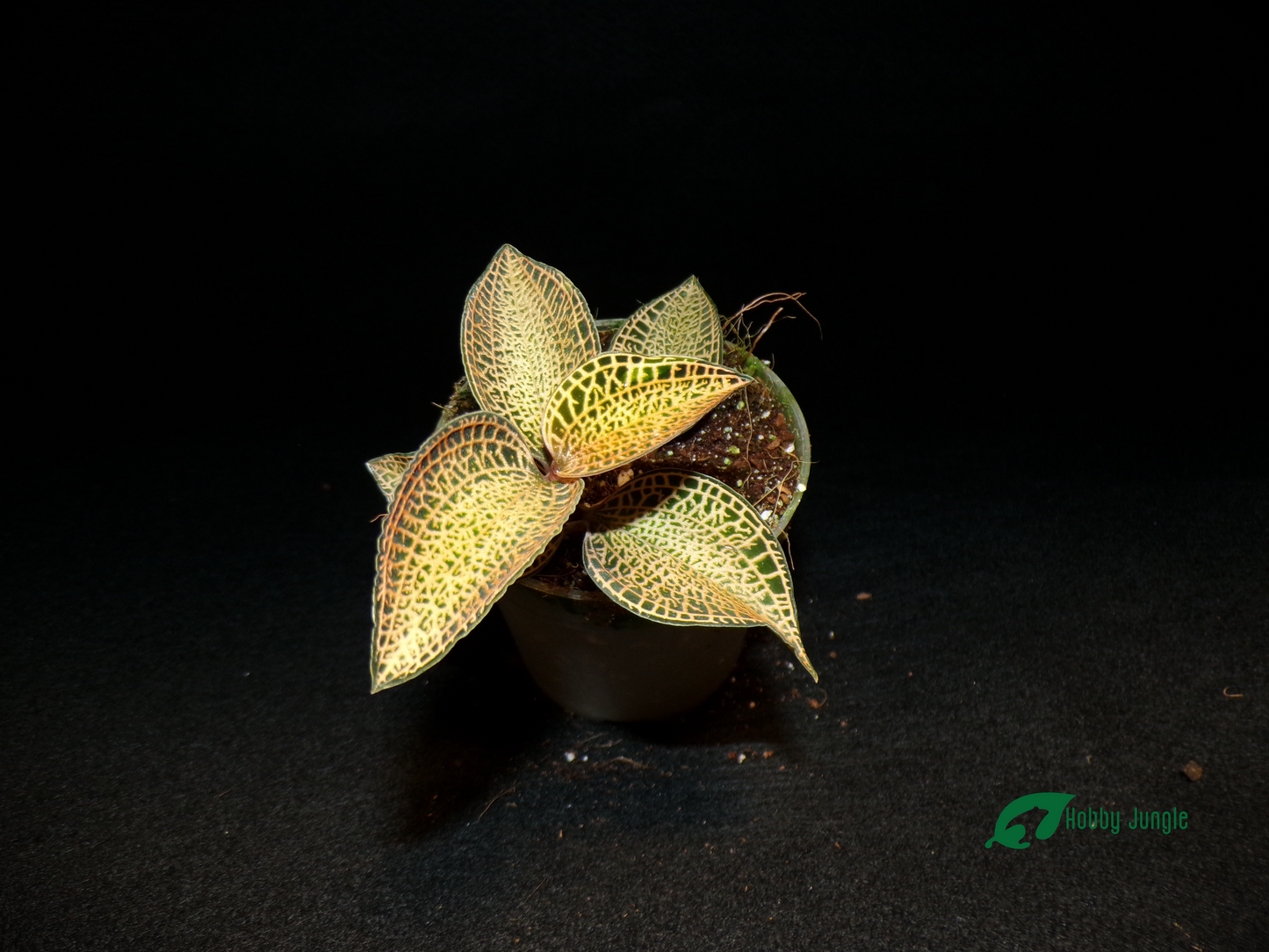 Anoectochilus Roxburghii Gold Bar (RARA)