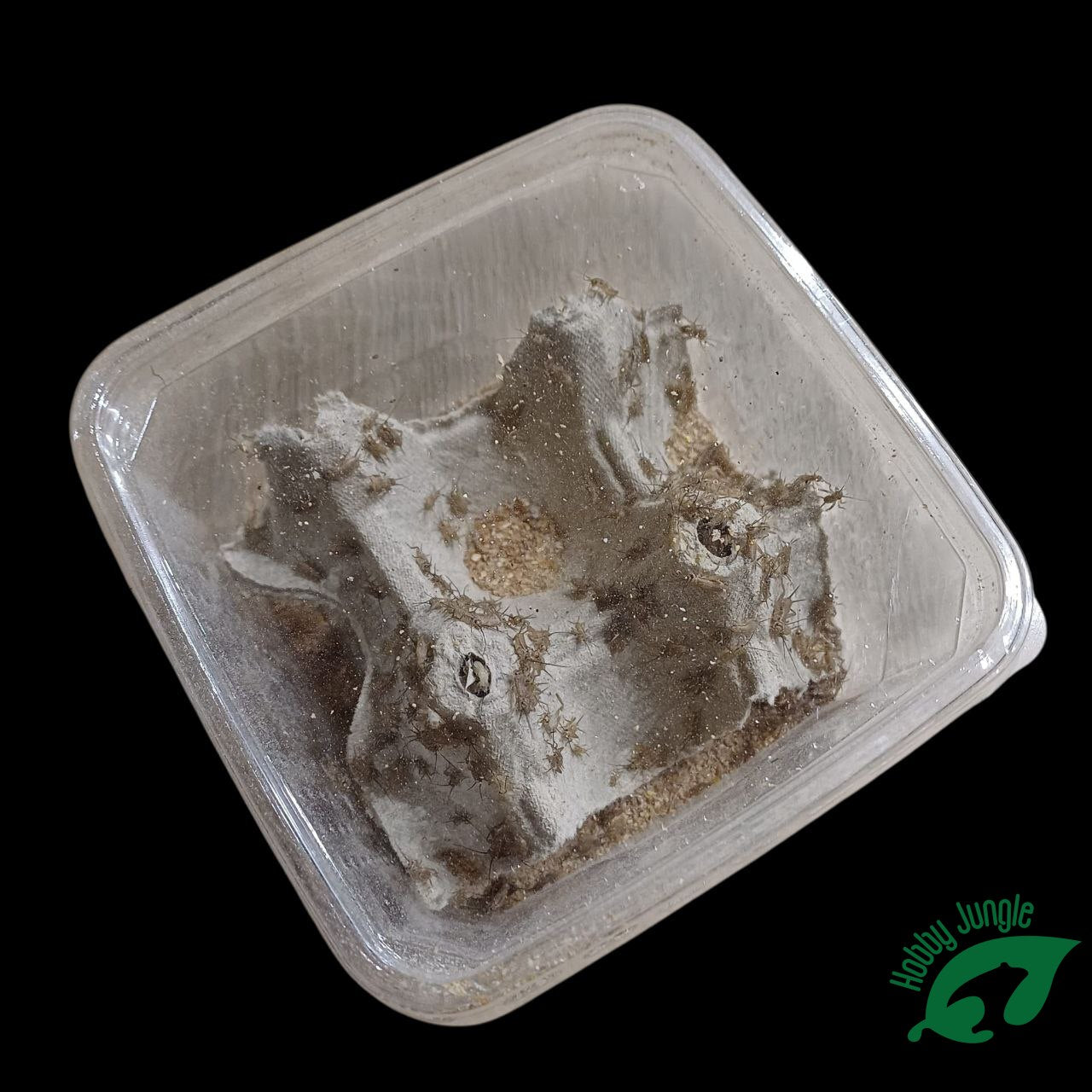 Grilli SMALL (5-10 mm) - Acheta domestica