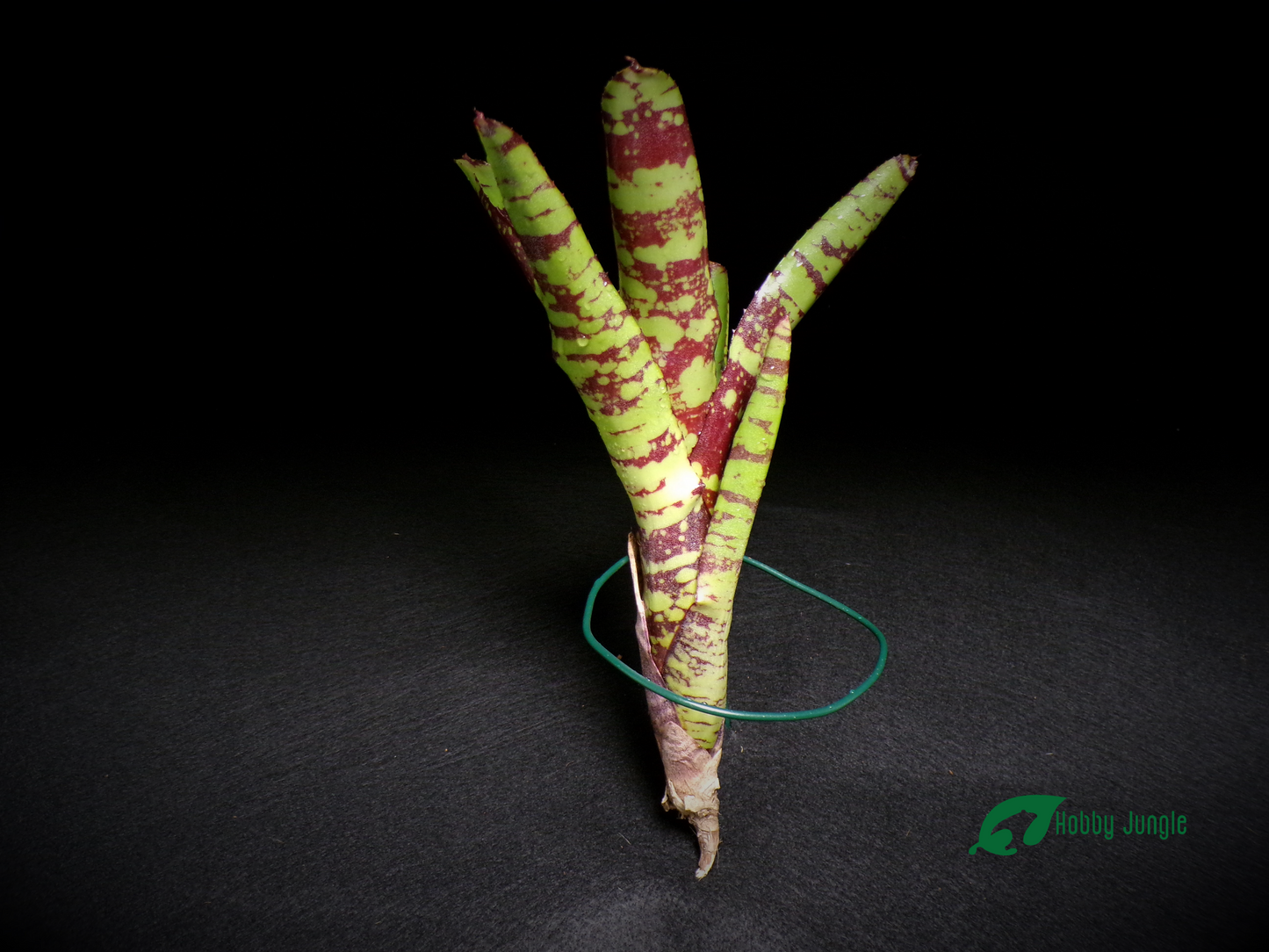 Neoregelia Guacamole