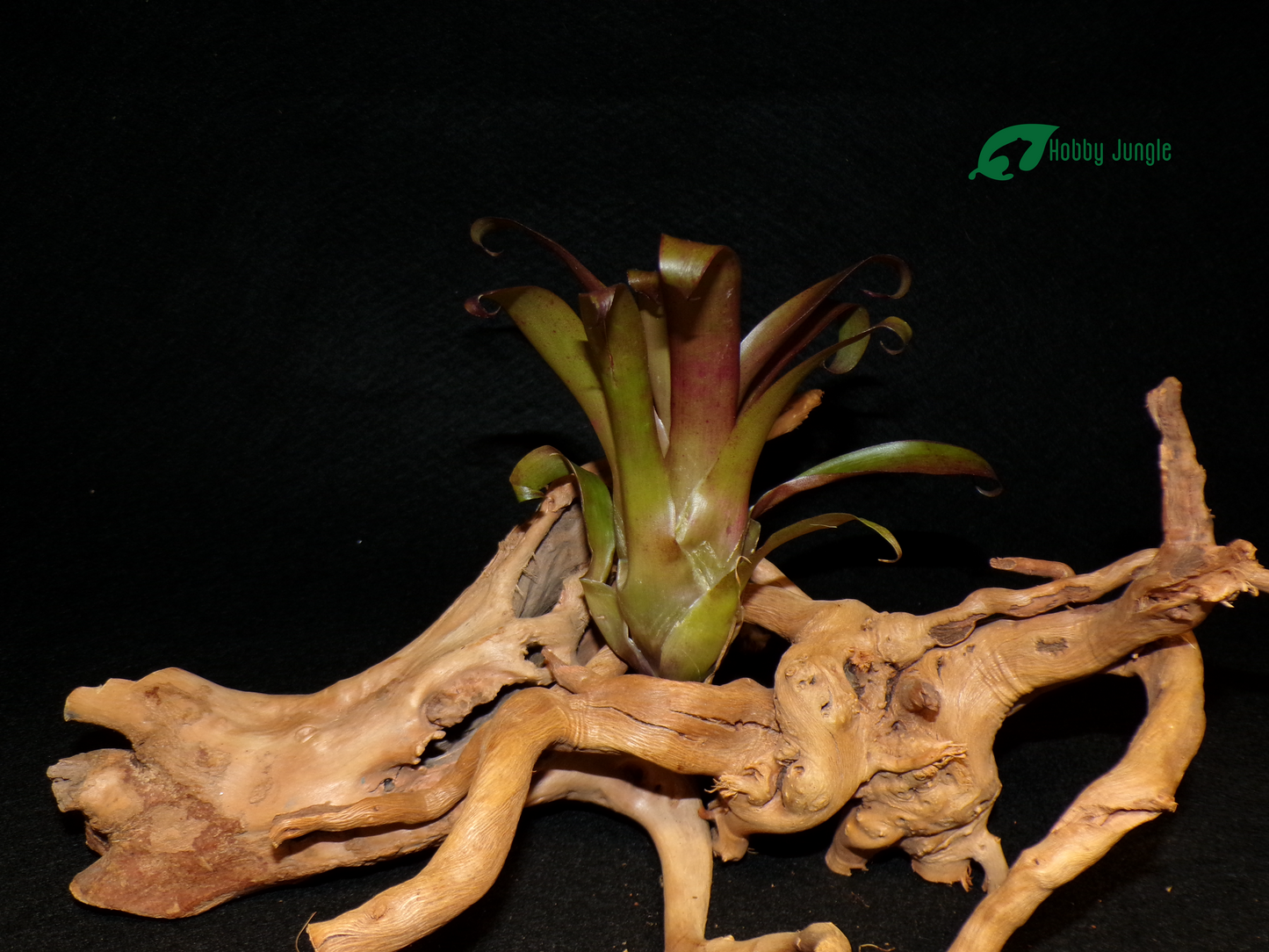 Vriesea Happy Purple Mini