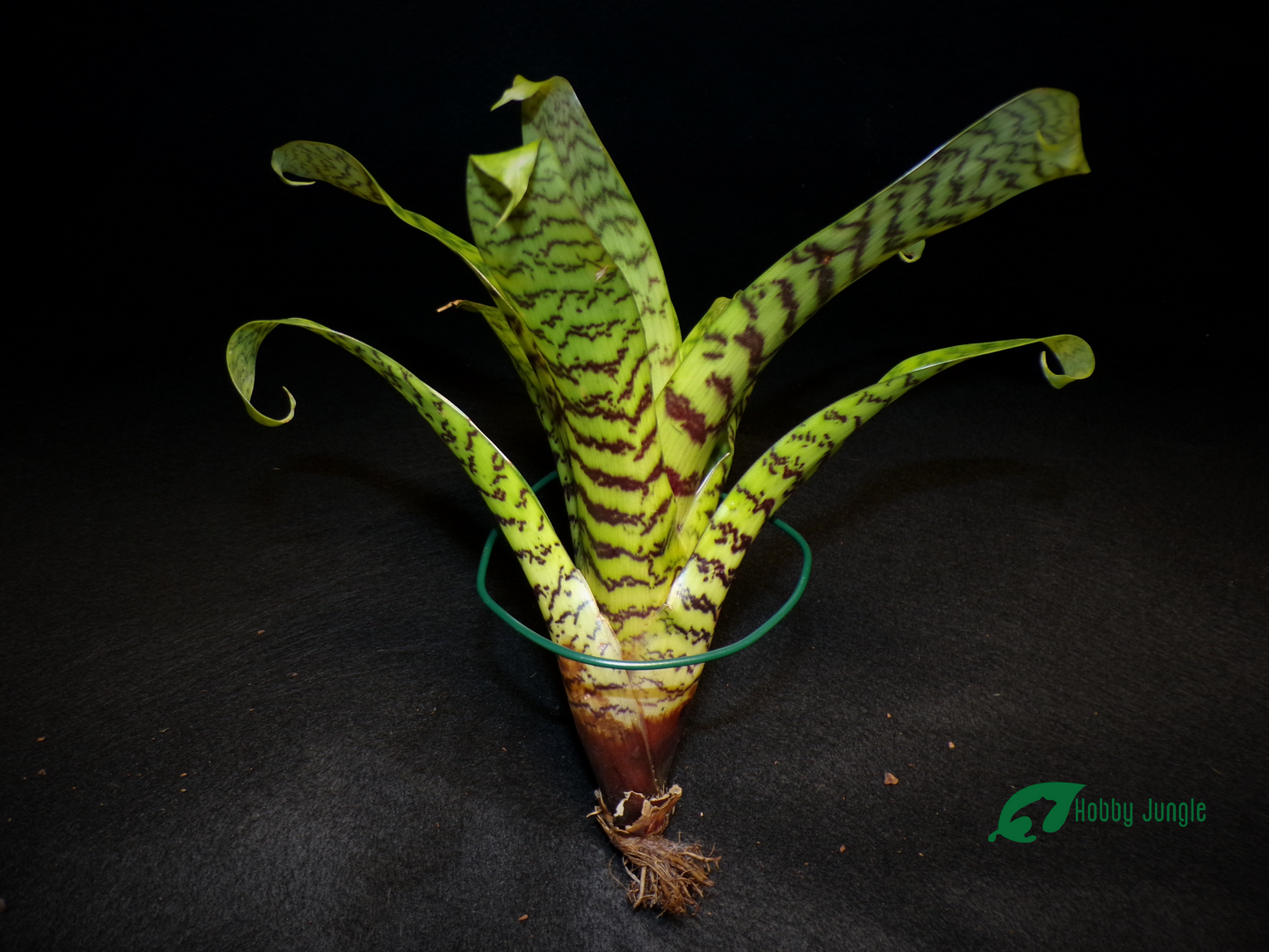 Vriesea hieroglyphica mini