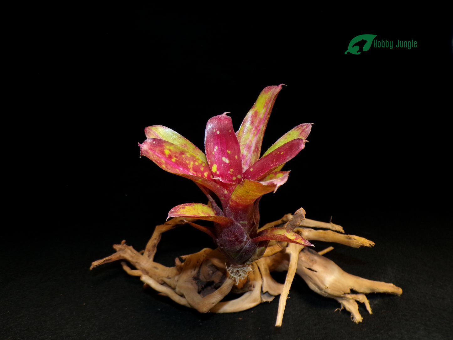 Neoregelia Humbug