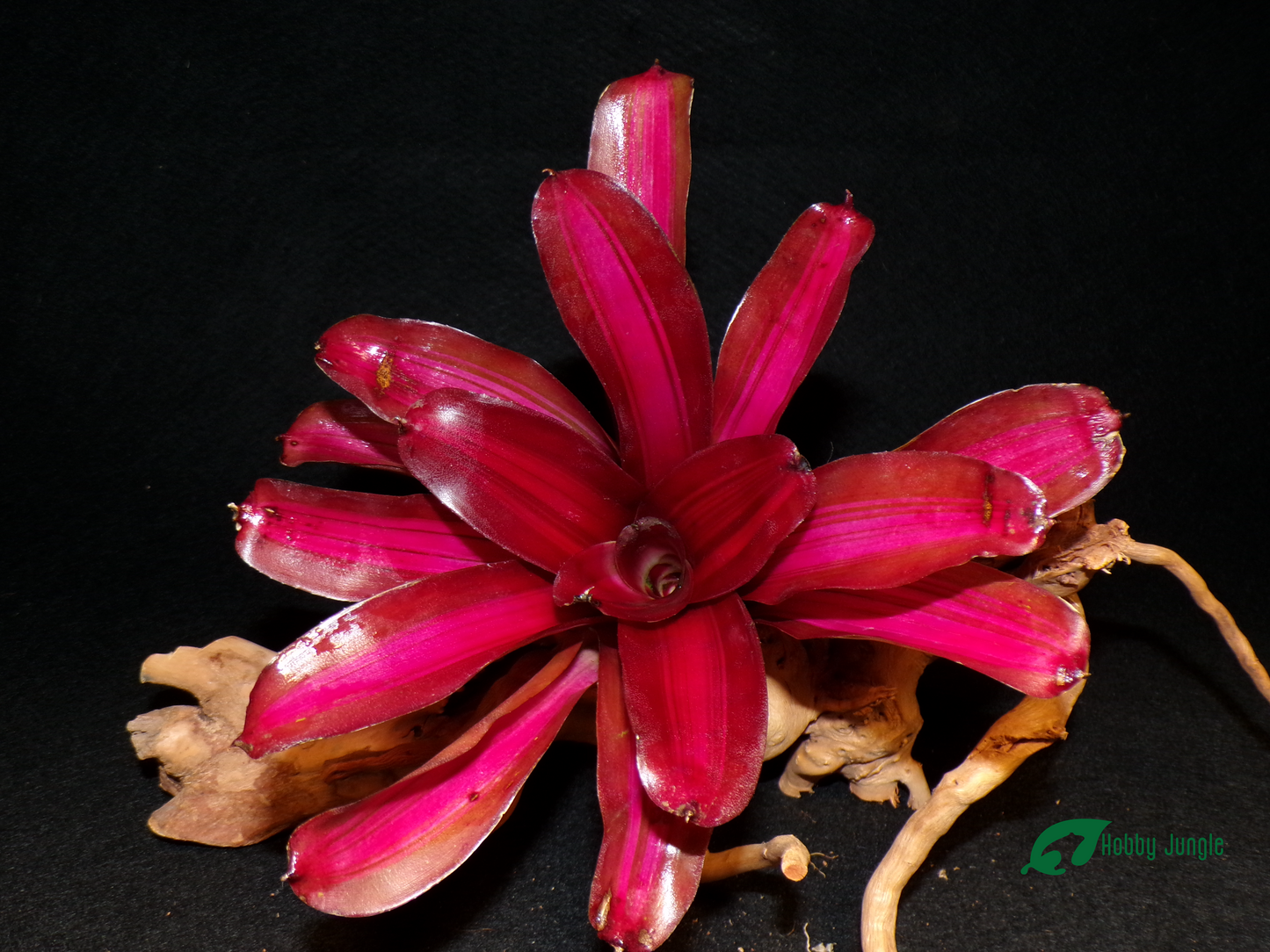 Neoregelia Iris