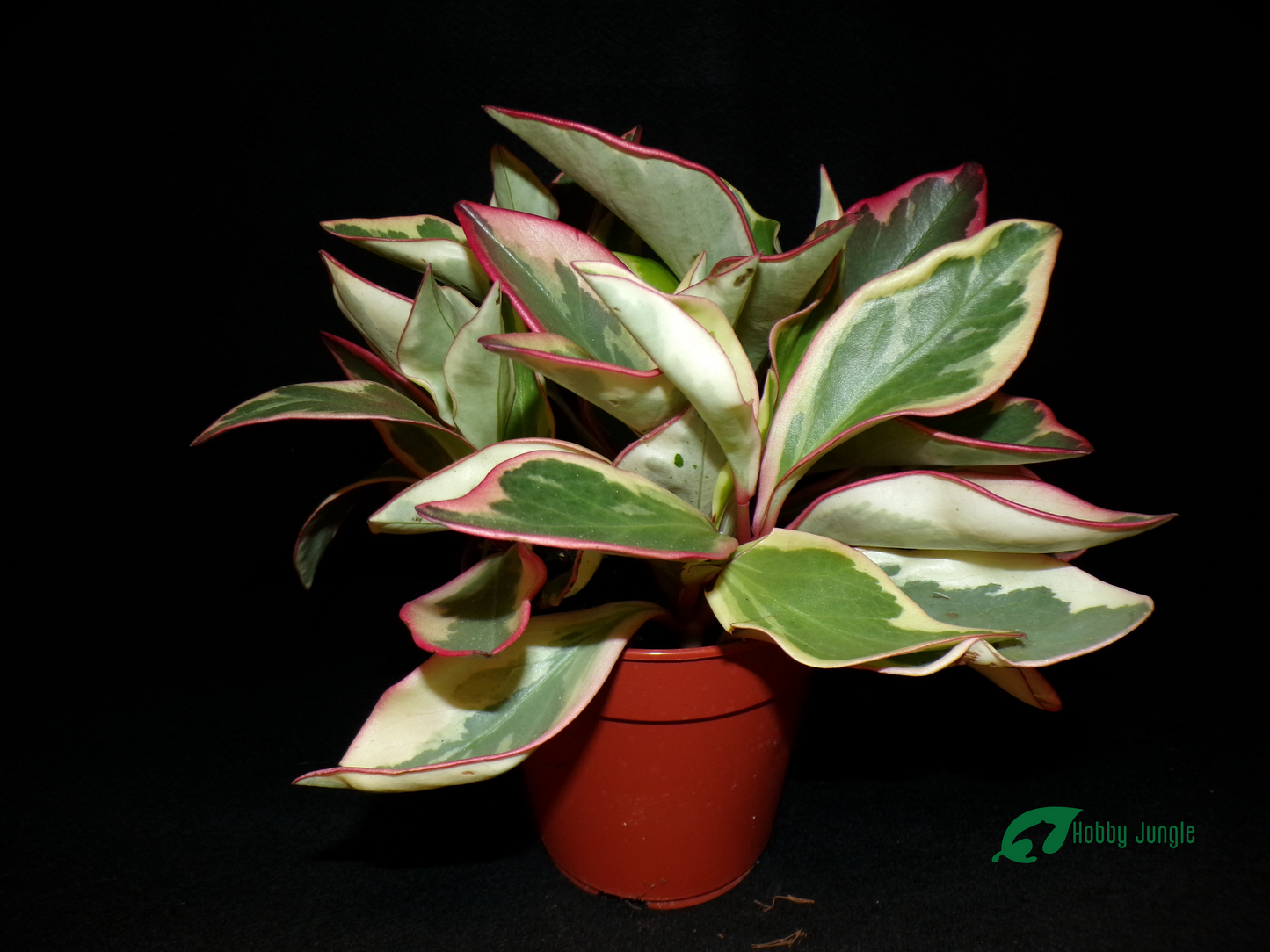Peperomia clusiifolia "Jellie"