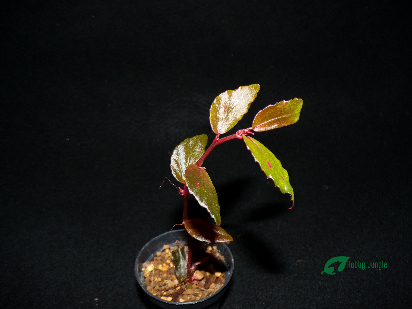 Begonia Julau 2 (RARA)