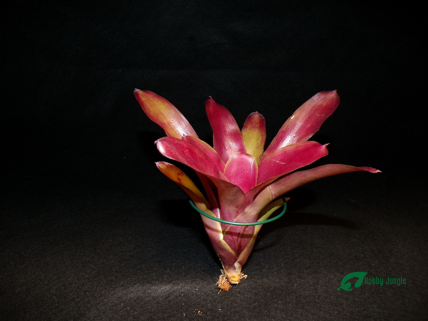 Neoregelia June Night