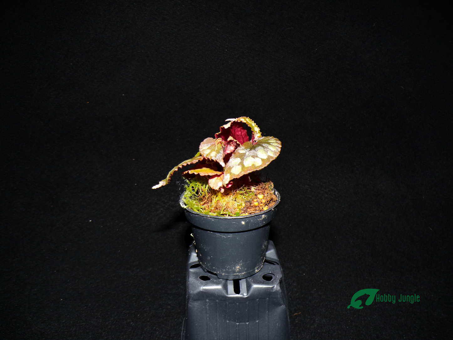 Begonia sp. Kalimantan (RARA)