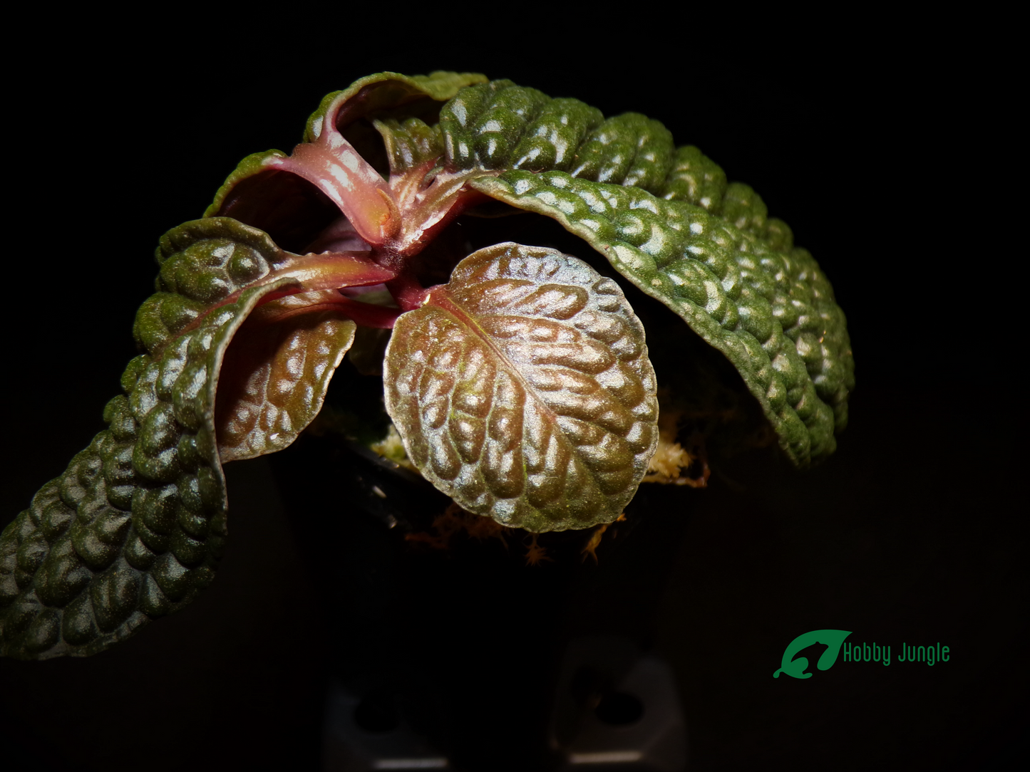 Labisia sp. "Snake Skin" - "Dino" / Ardisia aff. obovatifolia