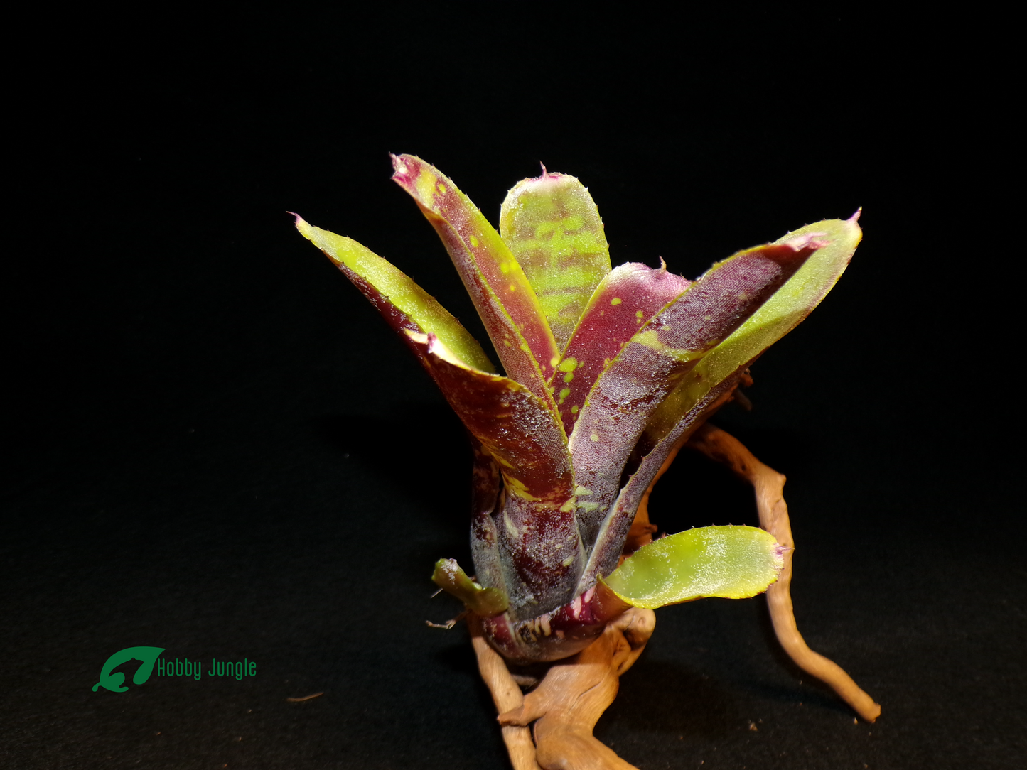 Neoregelia Liliputiana x Chlorosticta
