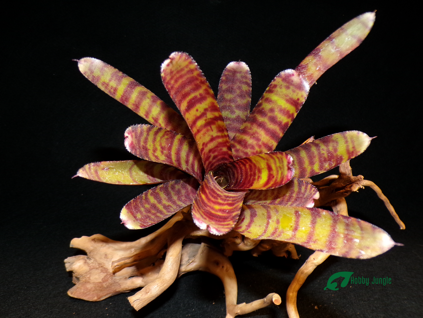 Neoregelia Little Checkers