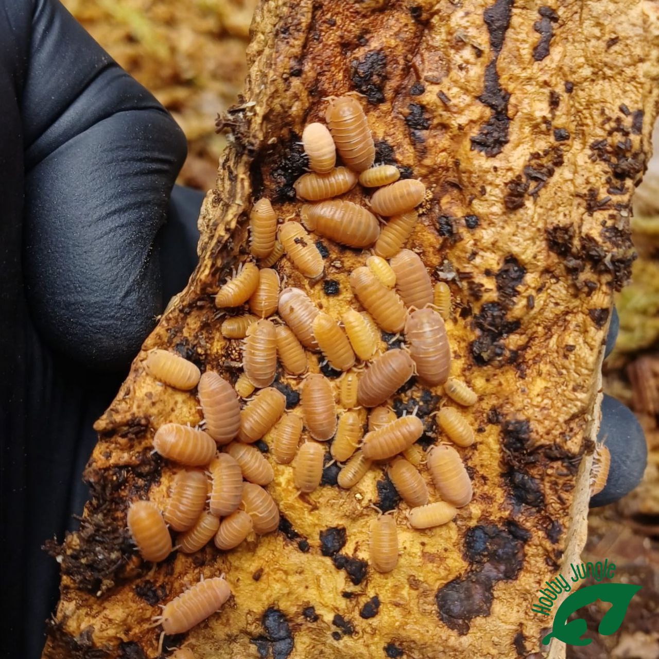 Cubaris sp. Mandarine