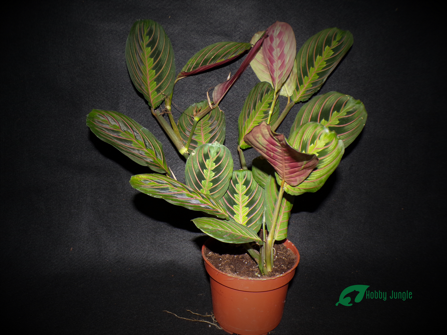 Maranta leuconeura "tricolor"