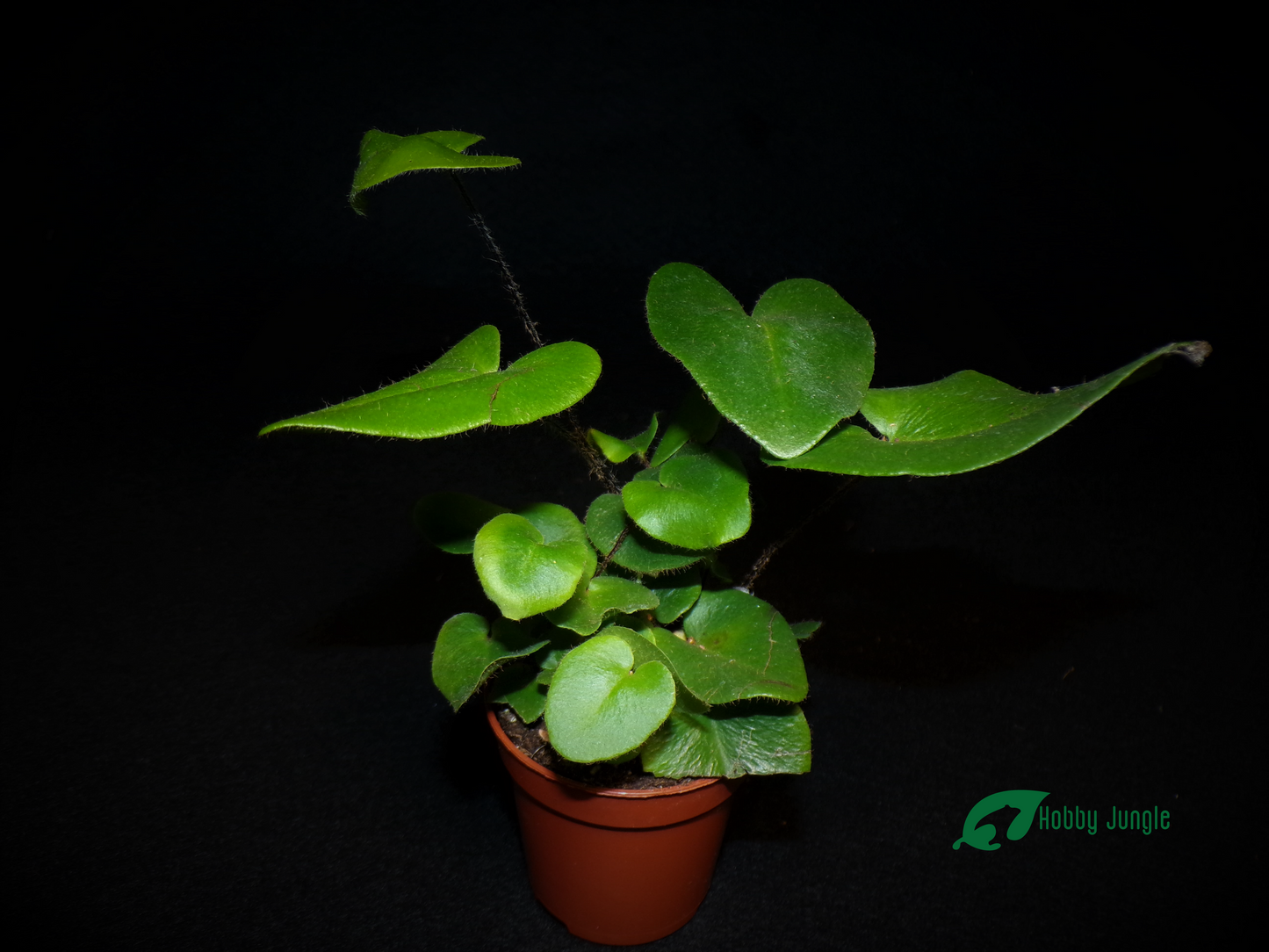 Mickelopteris cordata (Heart Fern)