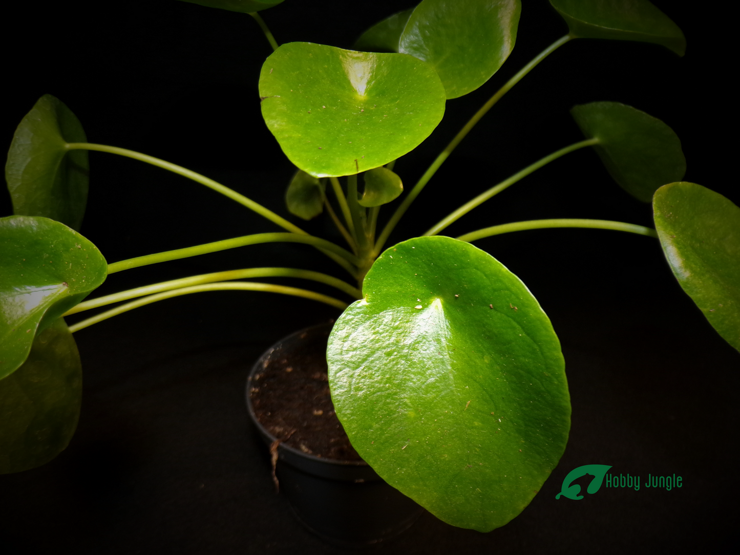 Pilea peperomioides (ufo plant/Chinese money tree)
