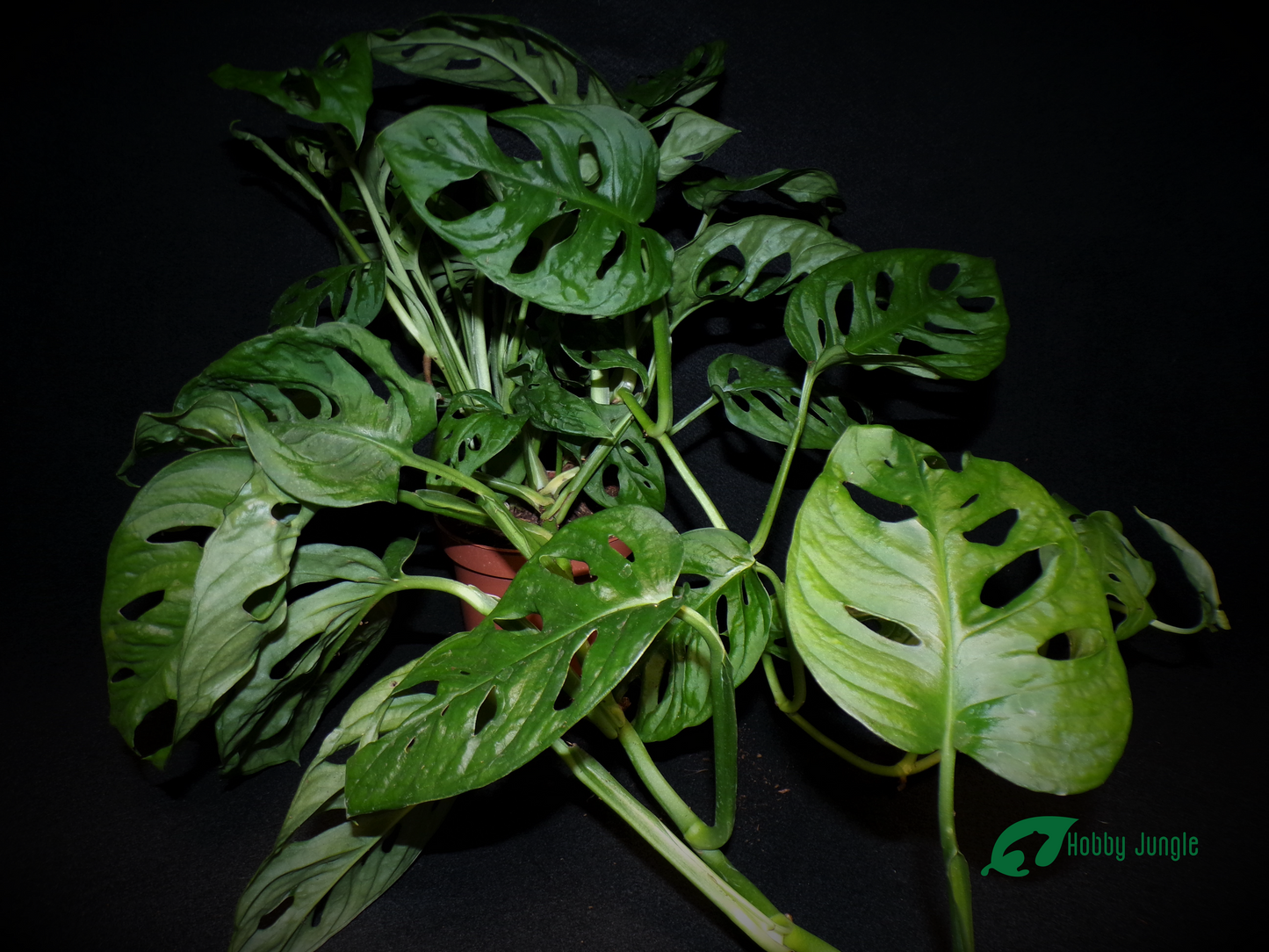 Monstera adansonii "Monkey Mask"