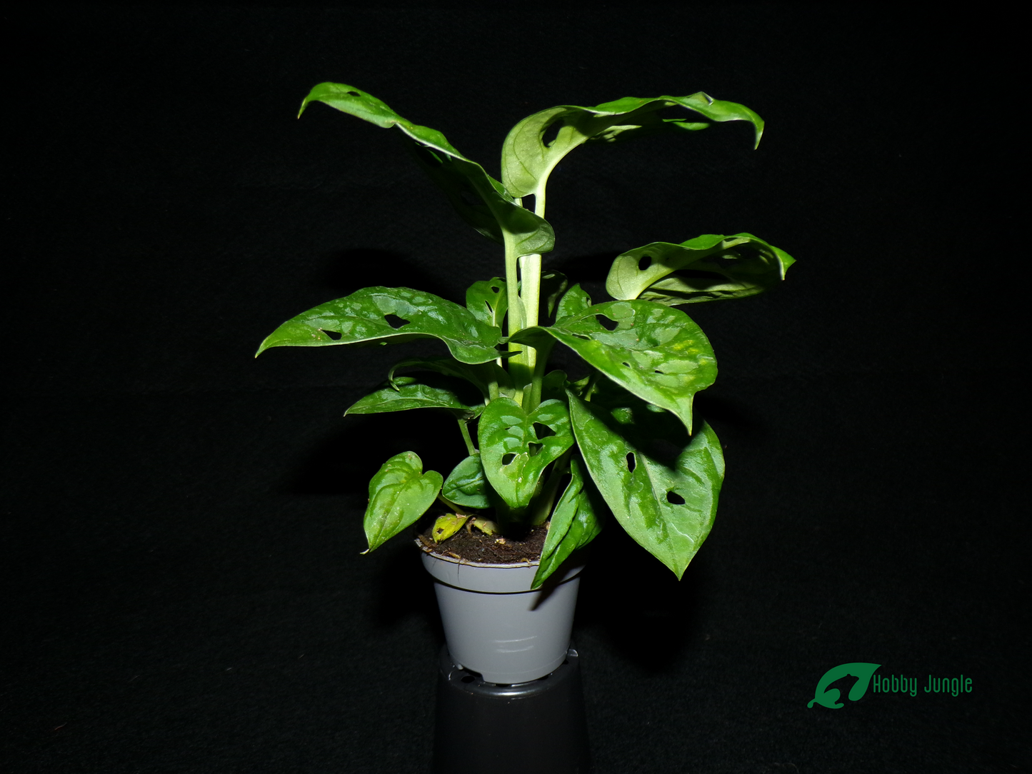 Monstera adansonii "Monkey Mask"