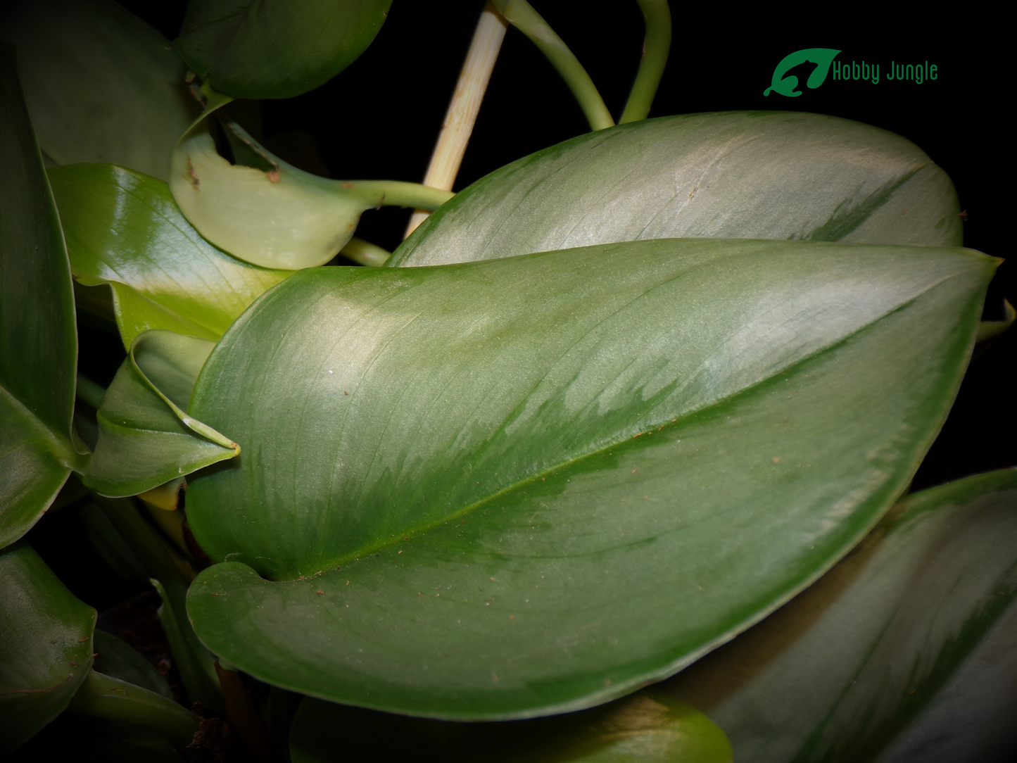 Scindapsus treubii "Moonlight"