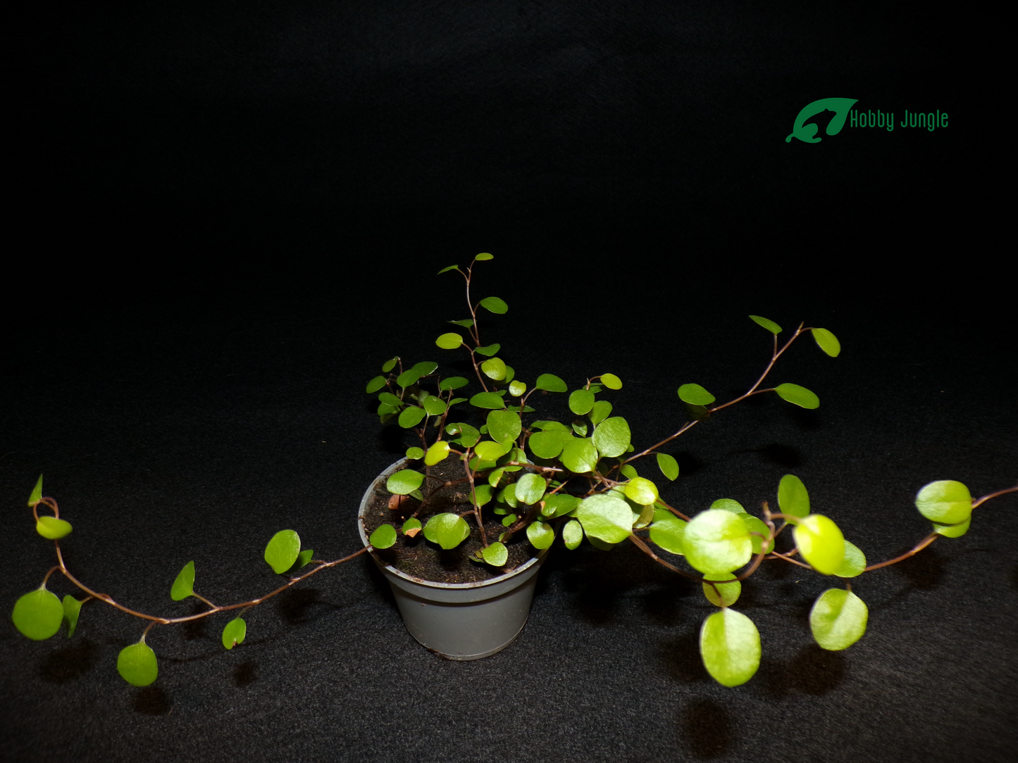 Muehlenbeckia complexa