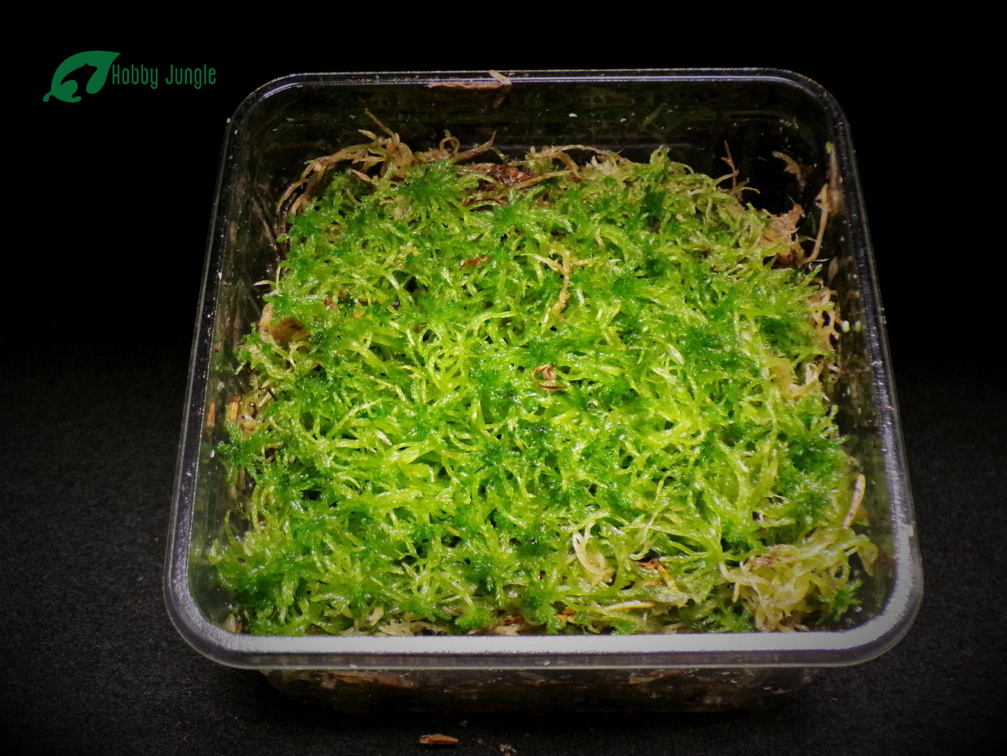 Muschio di Sfagno (VIVO)