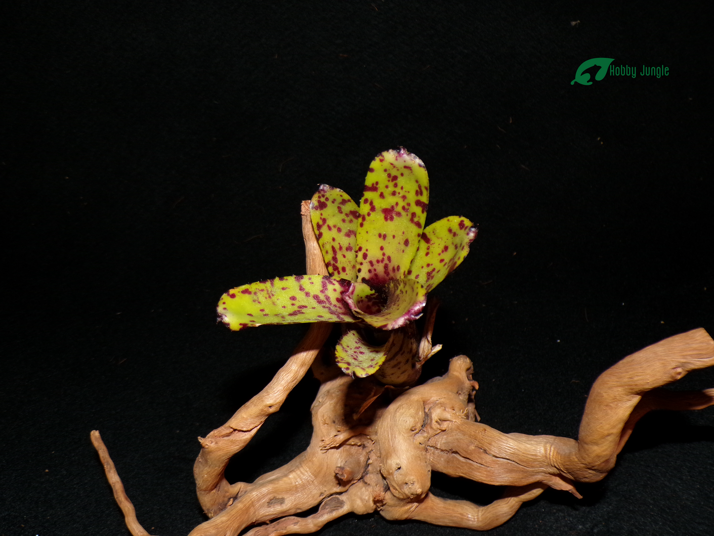 Neoregelia Night Spot