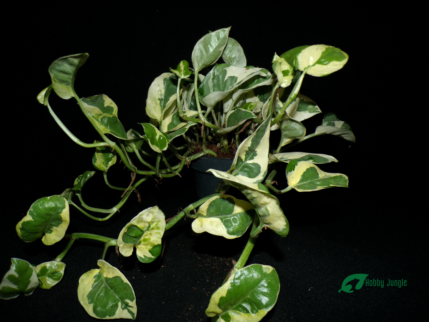 Epipremnum aureum N'Joy (Pothos)