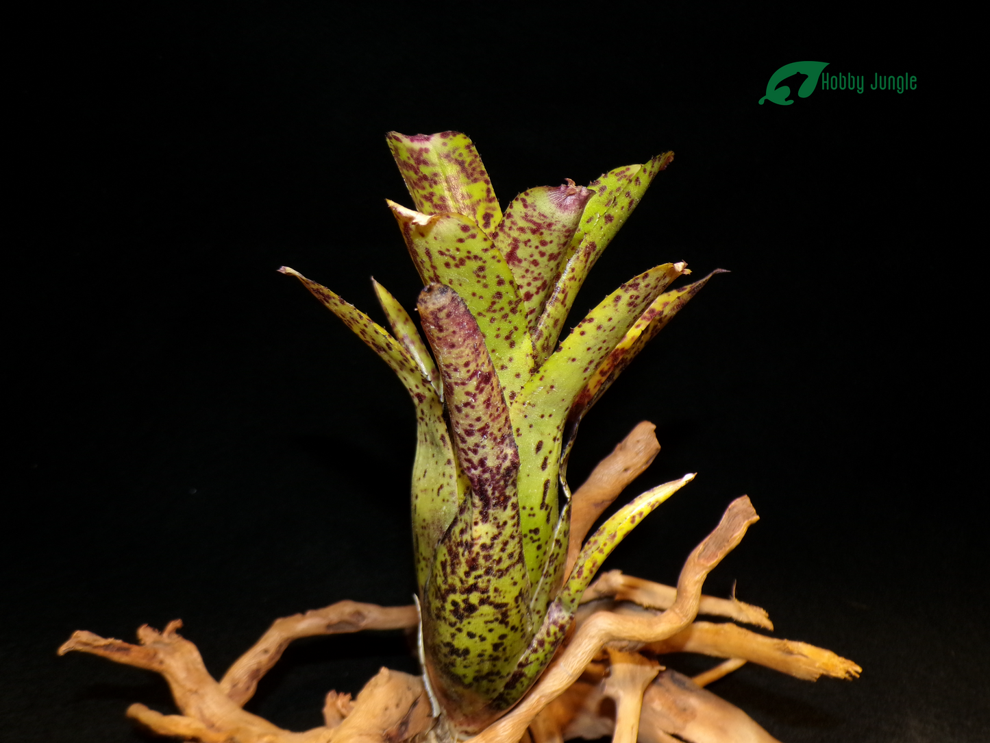 Neoregelia Ounce of Purple