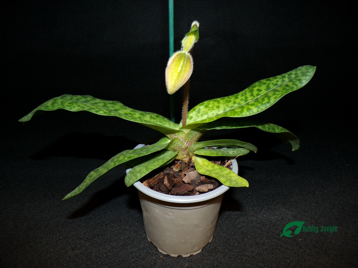 Paphiopedilum Deperle
