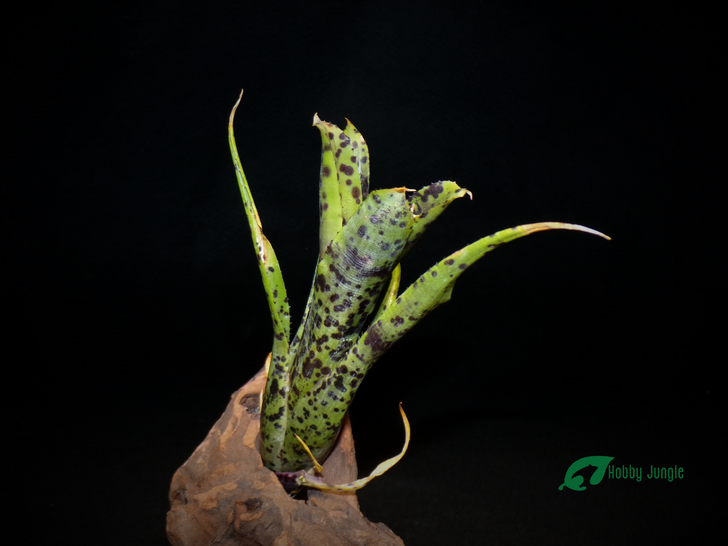 Neoregelia pauciflora