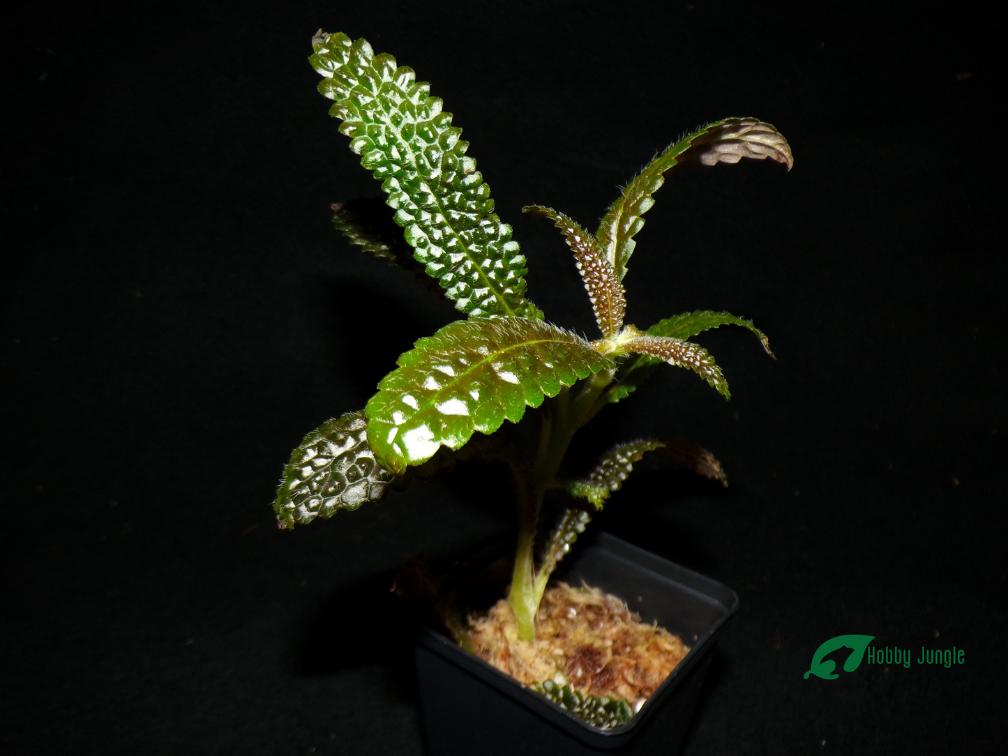 Nautilocalyx pemphidius